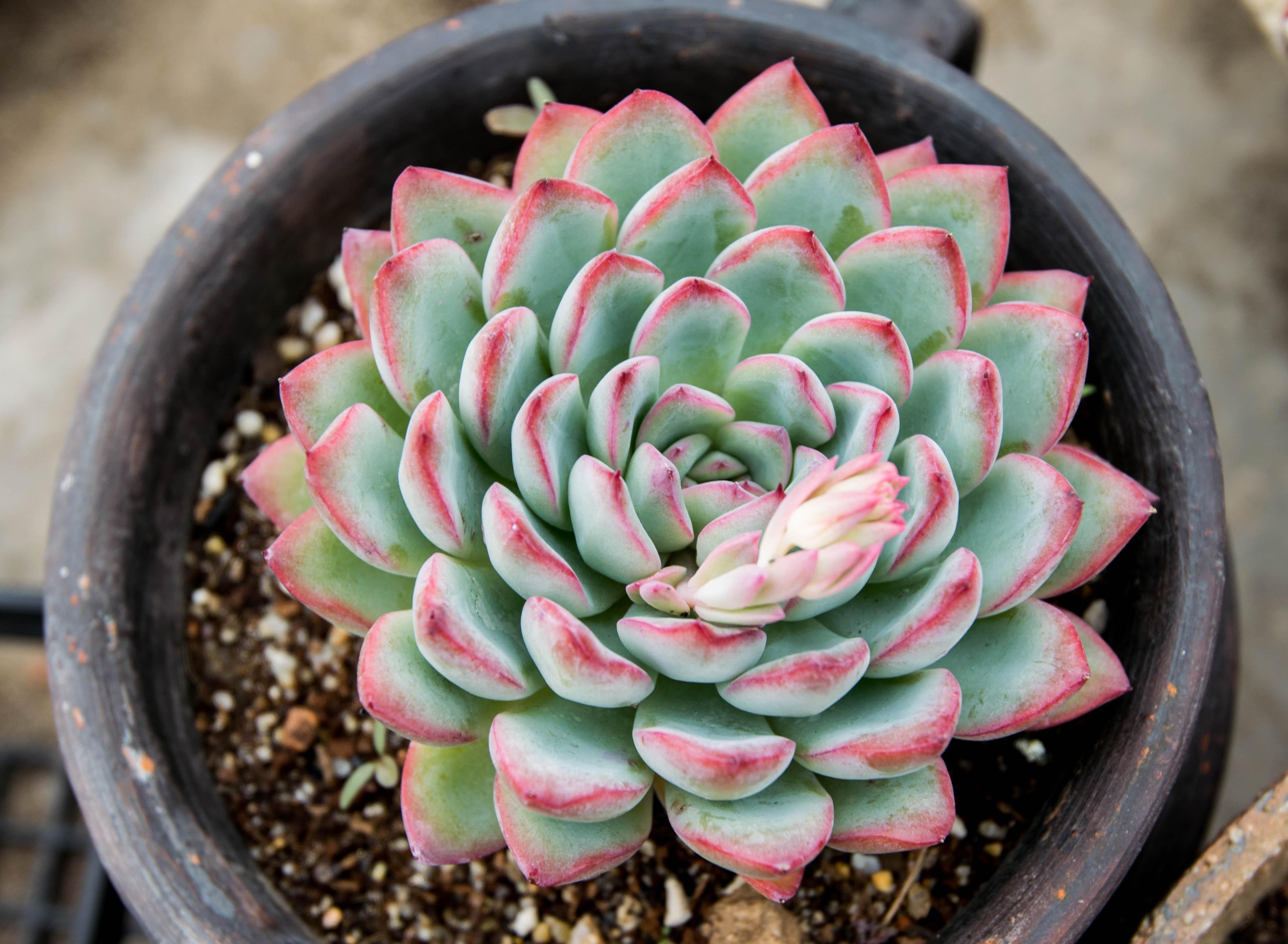 有什么适合新手养的多肉植物?还有现在是冬天