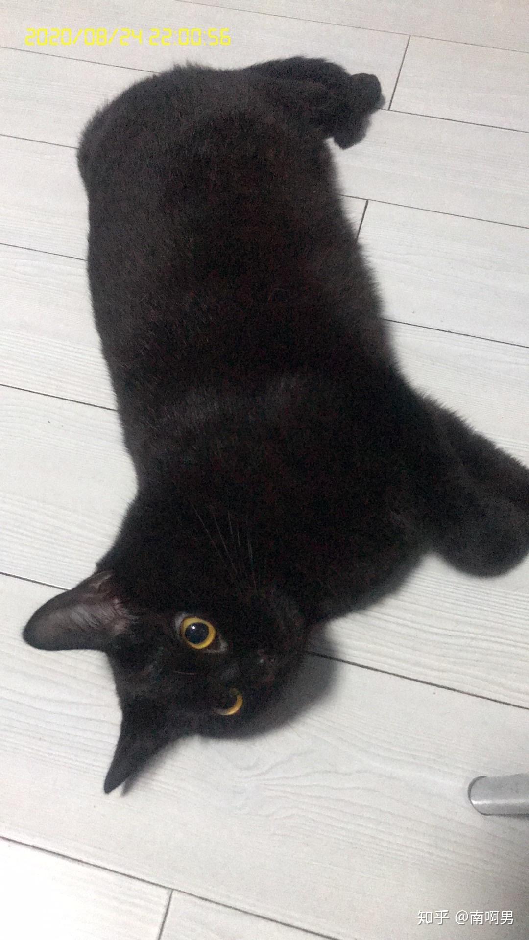 怎么看小猫是公的母的 v2-7acb5f0e9d1ca51e974a9547bf8404aa_r.jpg