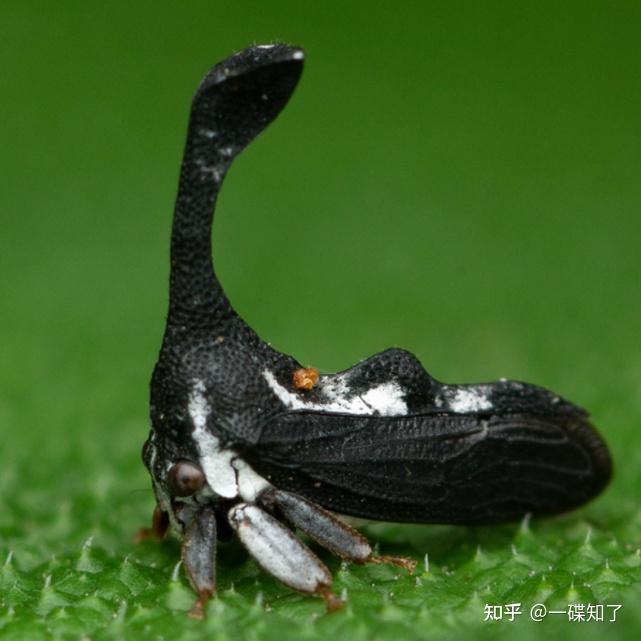 角蝉:带你看看昆虫的长相能有多怪?