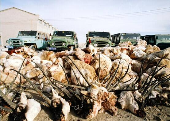 可可西里中国野生动物保护史上的泪痕