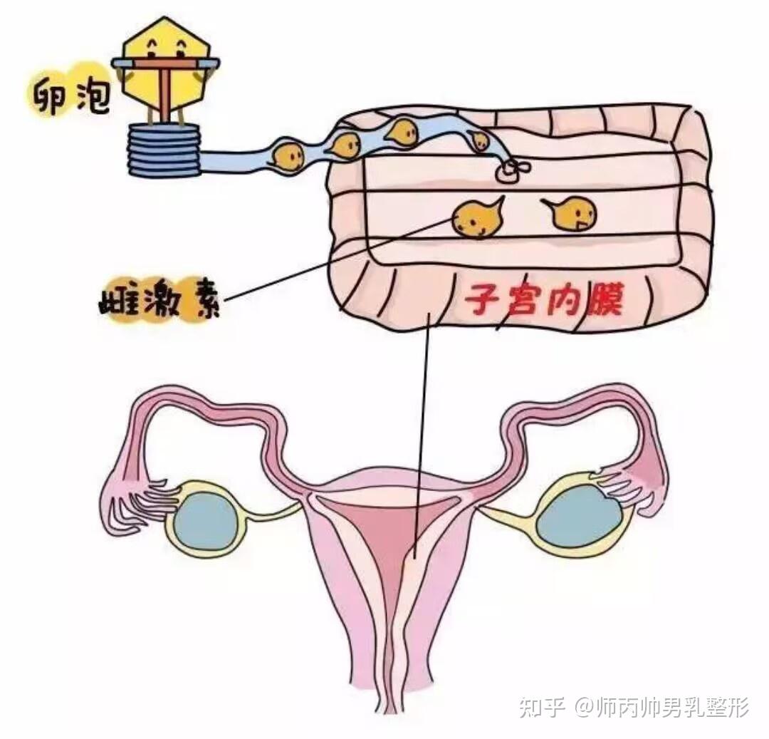 乳房解剖模型 女性哺乳期乳房模型 女性生殖乳房美容模型-阿里巴巴
