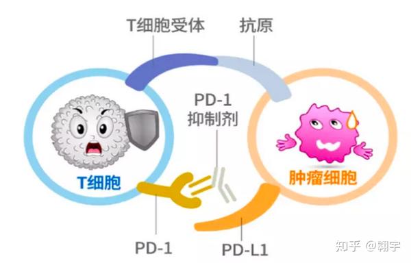 喜获诺贝尔奖的免疫肿瘤治疗,你知道多少?