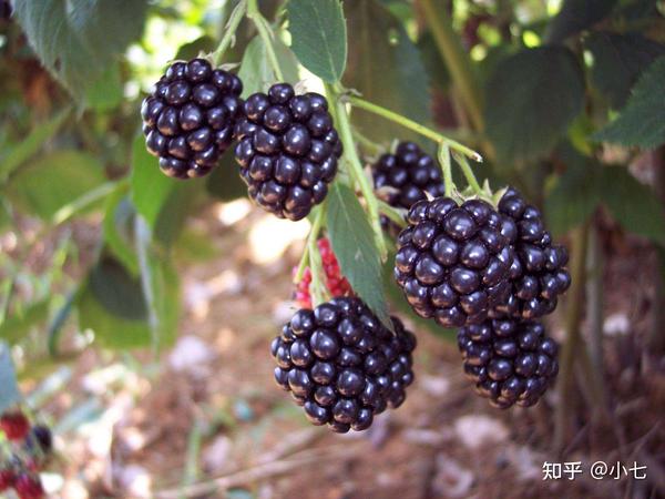 山里的“黑果果”,外观难看,但味道香甜,您若见到,请珍惜 - 知乎