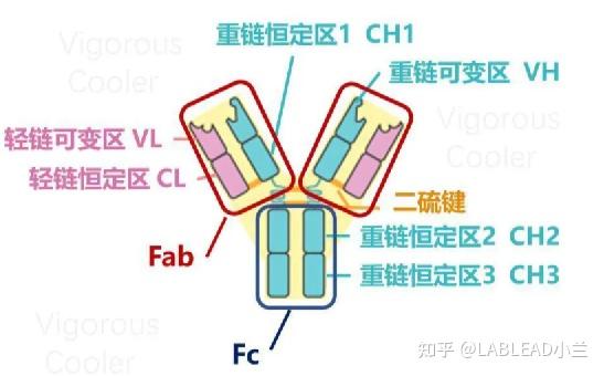 基於納米抗體的免疫沉澱beads