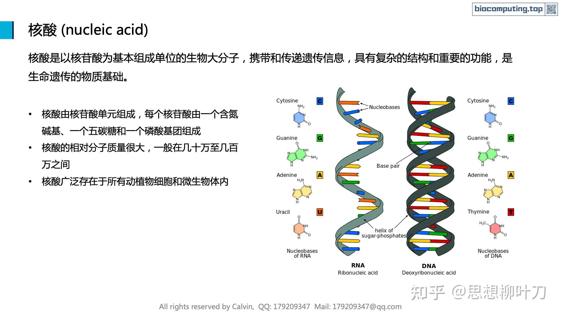 DNA的功能图片