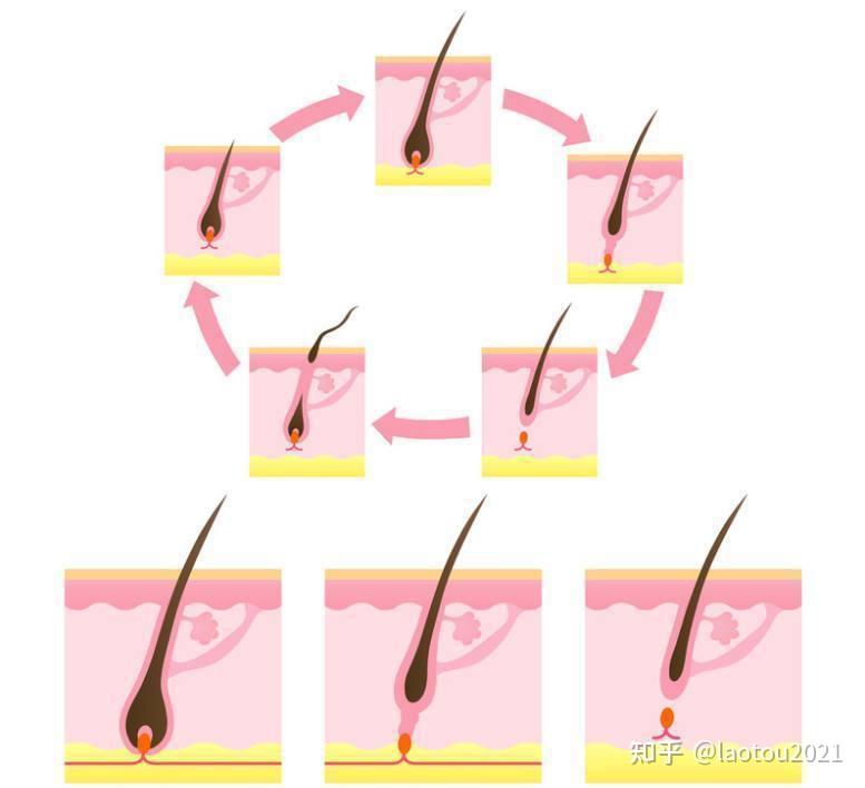 生发偏方维生素b6有效吗？维生素b6生发多久见效？ - 知乎