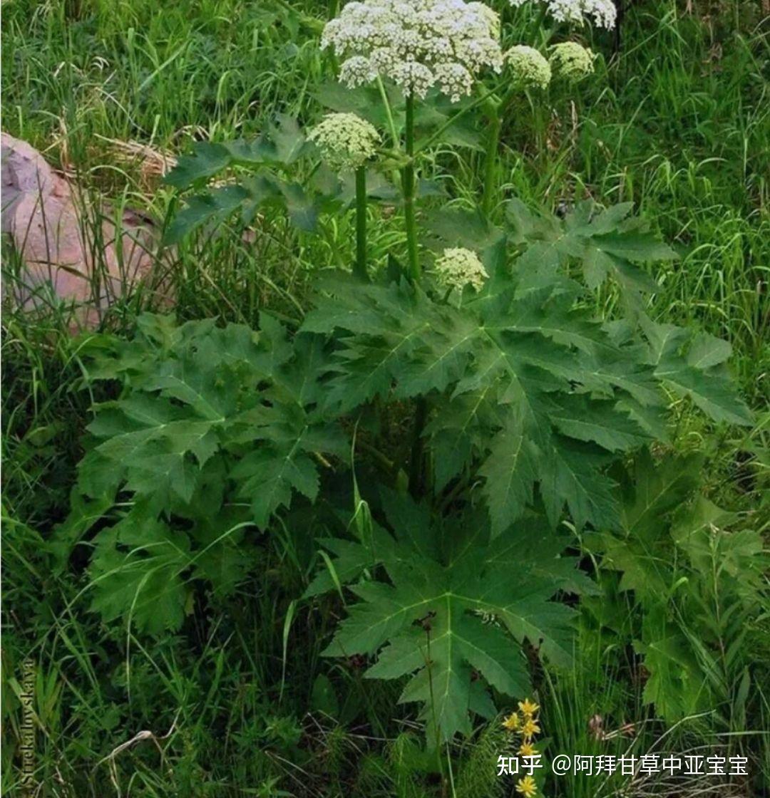 甘肃药香还能飘多久 - 知乎
