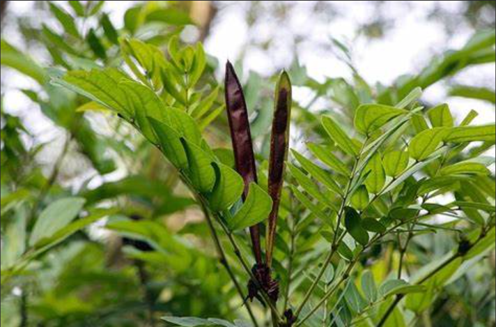 植库‖朱缨花:南美来的“红绒球”,俘获众多花友心 - 知乎