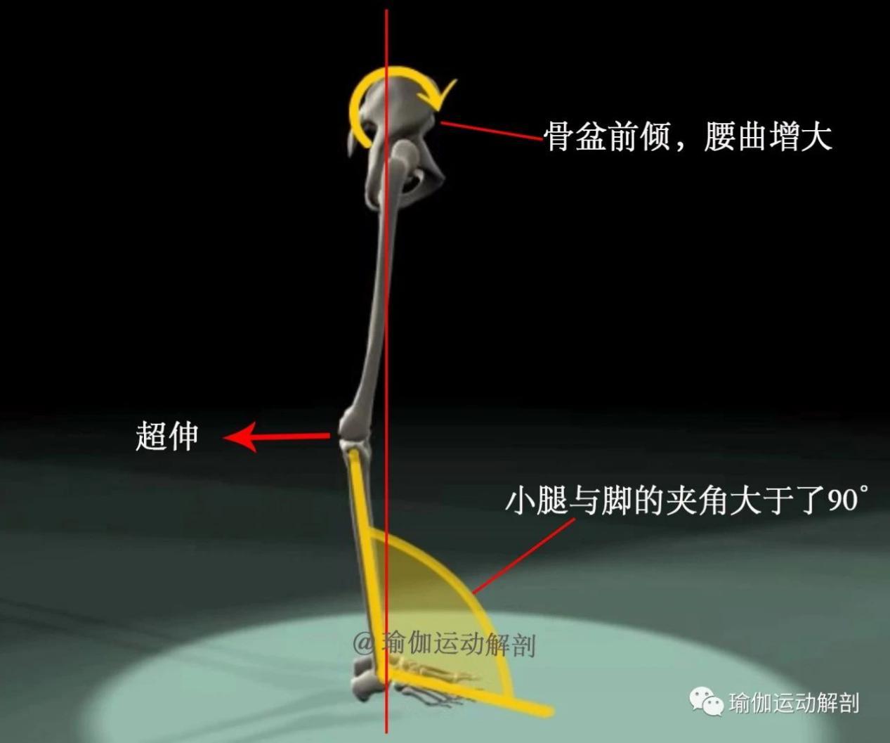 瑜伽體位山式站立tadasana精準正位解剖分析