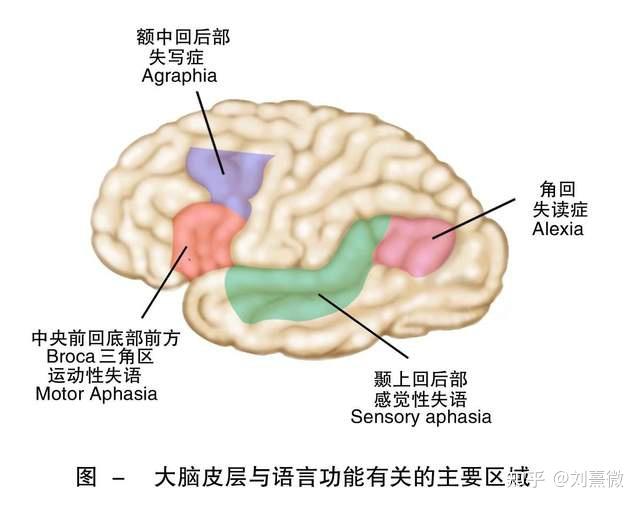 言語活動的中樞機制心理學了26