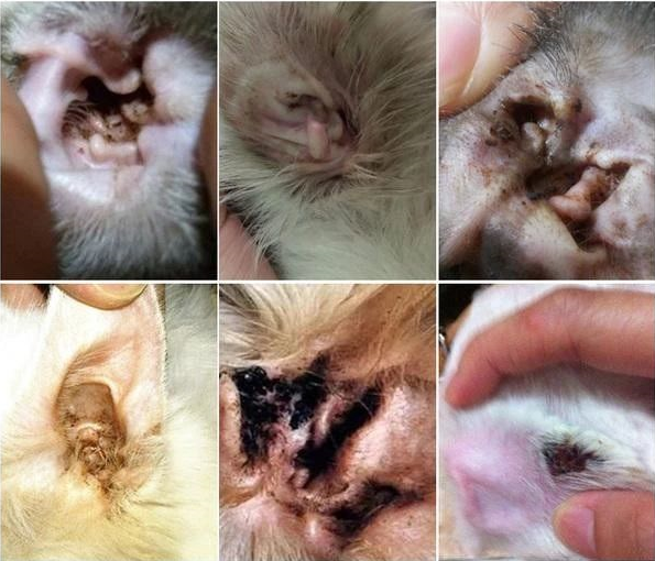 如何判断猫咪有耳螨猫咪耳螨反复发作怎么治疗