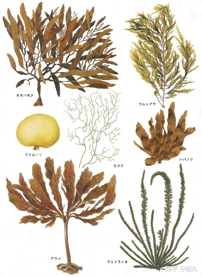 水云 | 海发菜,是你吗?