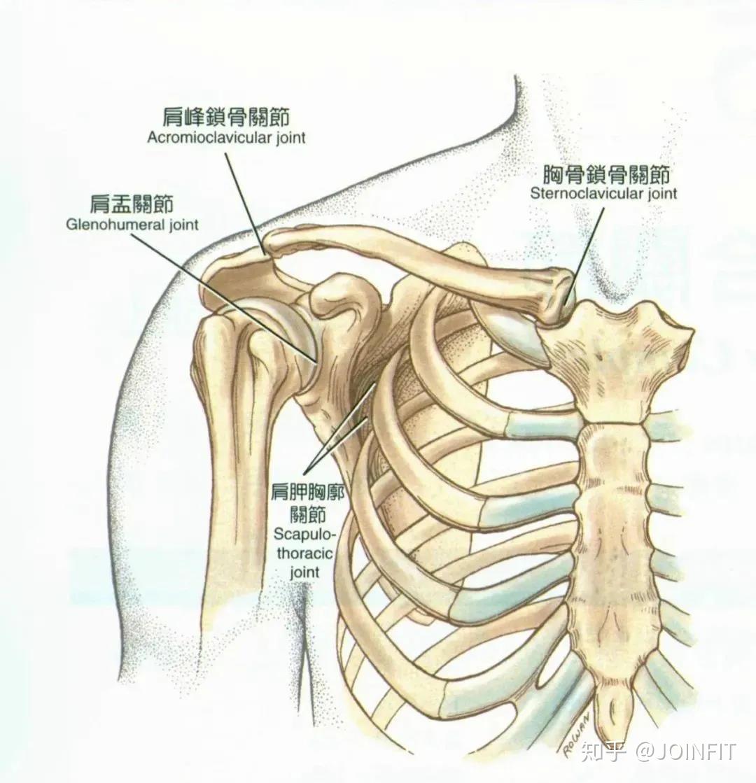 它们组成了肩部的五个关节,即孟肱关节,肩锁关节,胸锁关节,肩峰肱骨