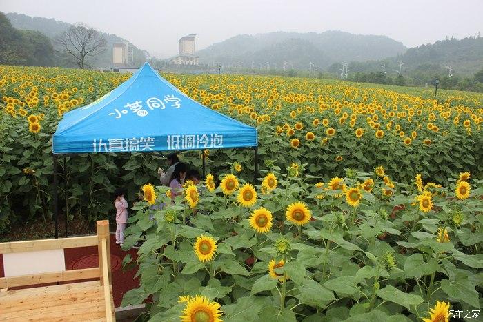 向日葵什么时候开花一天之内 v2-7b0a2cdf67f81eeeeda8a5f54357c8c2_r.jpg