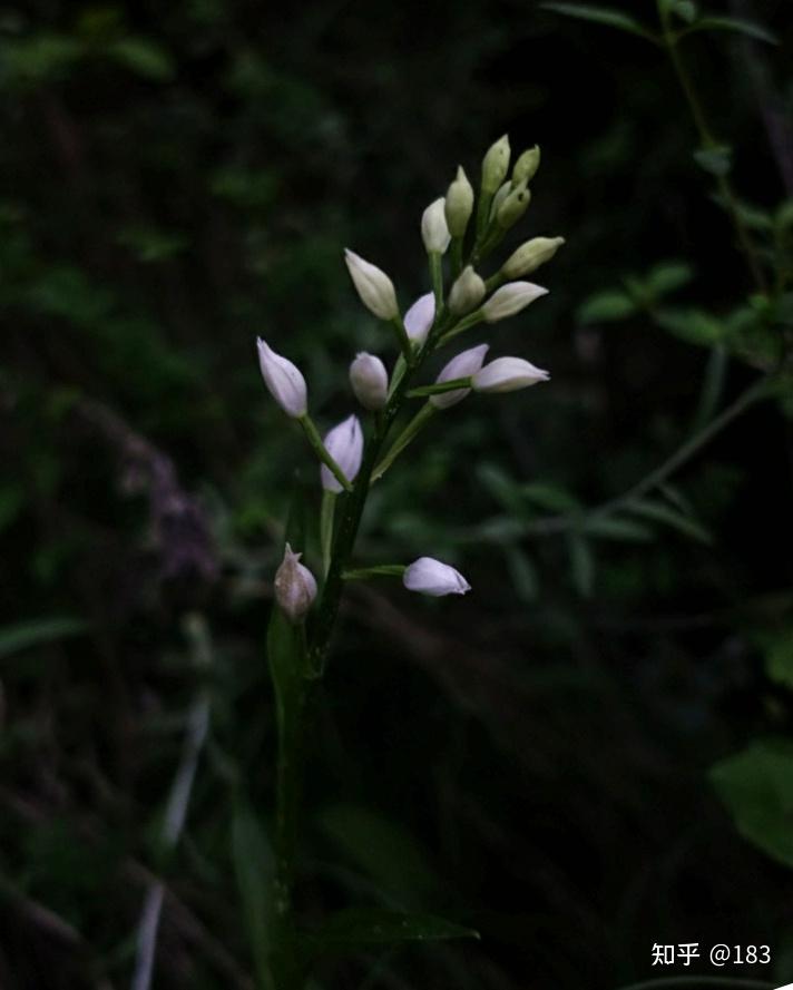 銀蘭 蘭科頭蕊蘭屬栒子 薔薇科 非常好的蜜源植物蘚生馬先蒿 玄參科