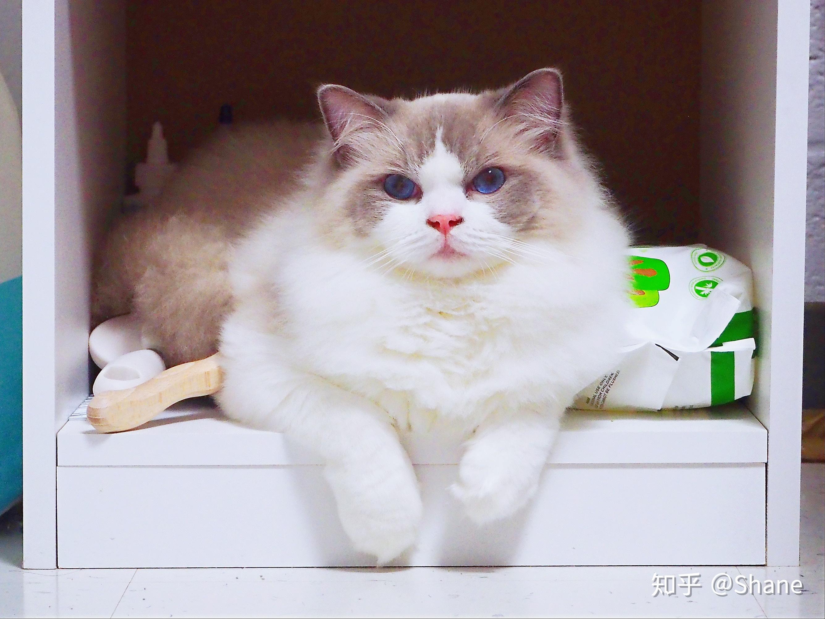 为什么猫会发出咕噜咕噜的声音?