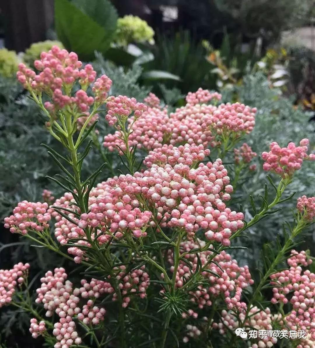 澳洲米花的花语图片