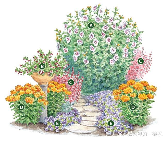 花境植物配置平立面手绘解析
