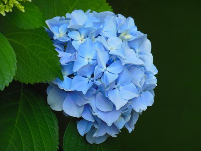 为什么别人养的绣球花是蓝色 你养的却是红色 原因出在这 知乎 为什么别人养的绣球花是蓝色 你养的却是红色 原因出在这 知乎