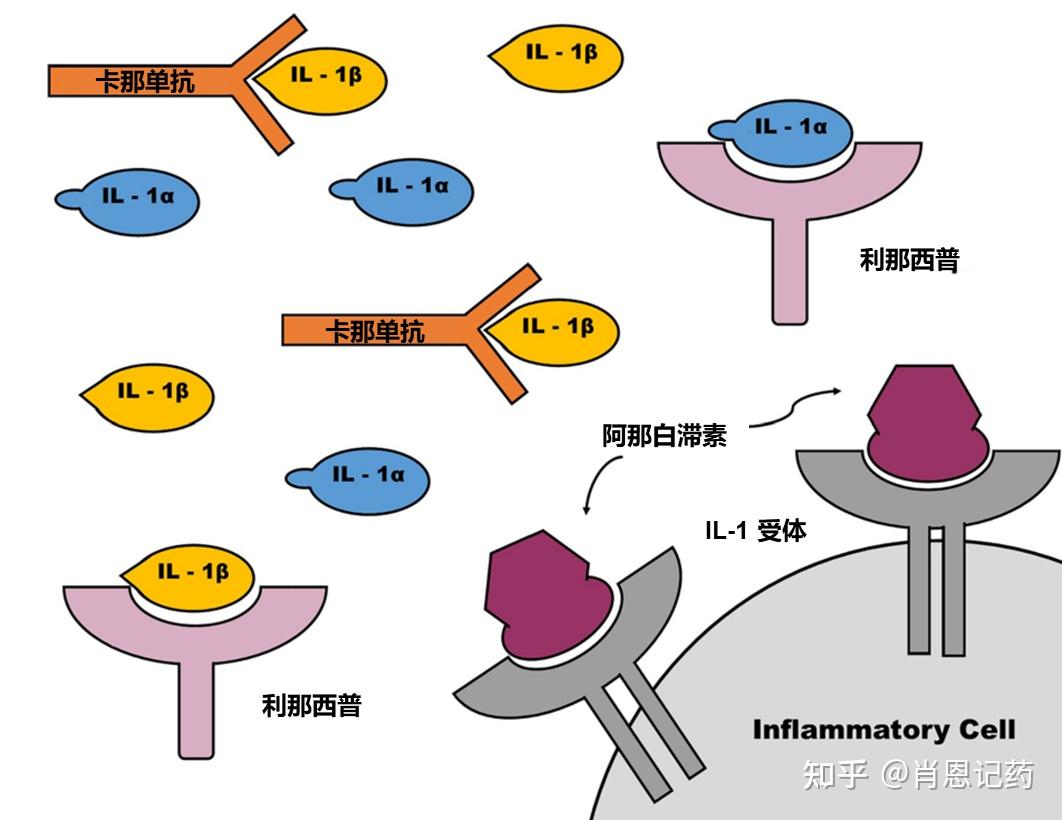 白介素-1受体(il-1r)拮抗剂 anakinra 阿那白滞素 及3个il-1