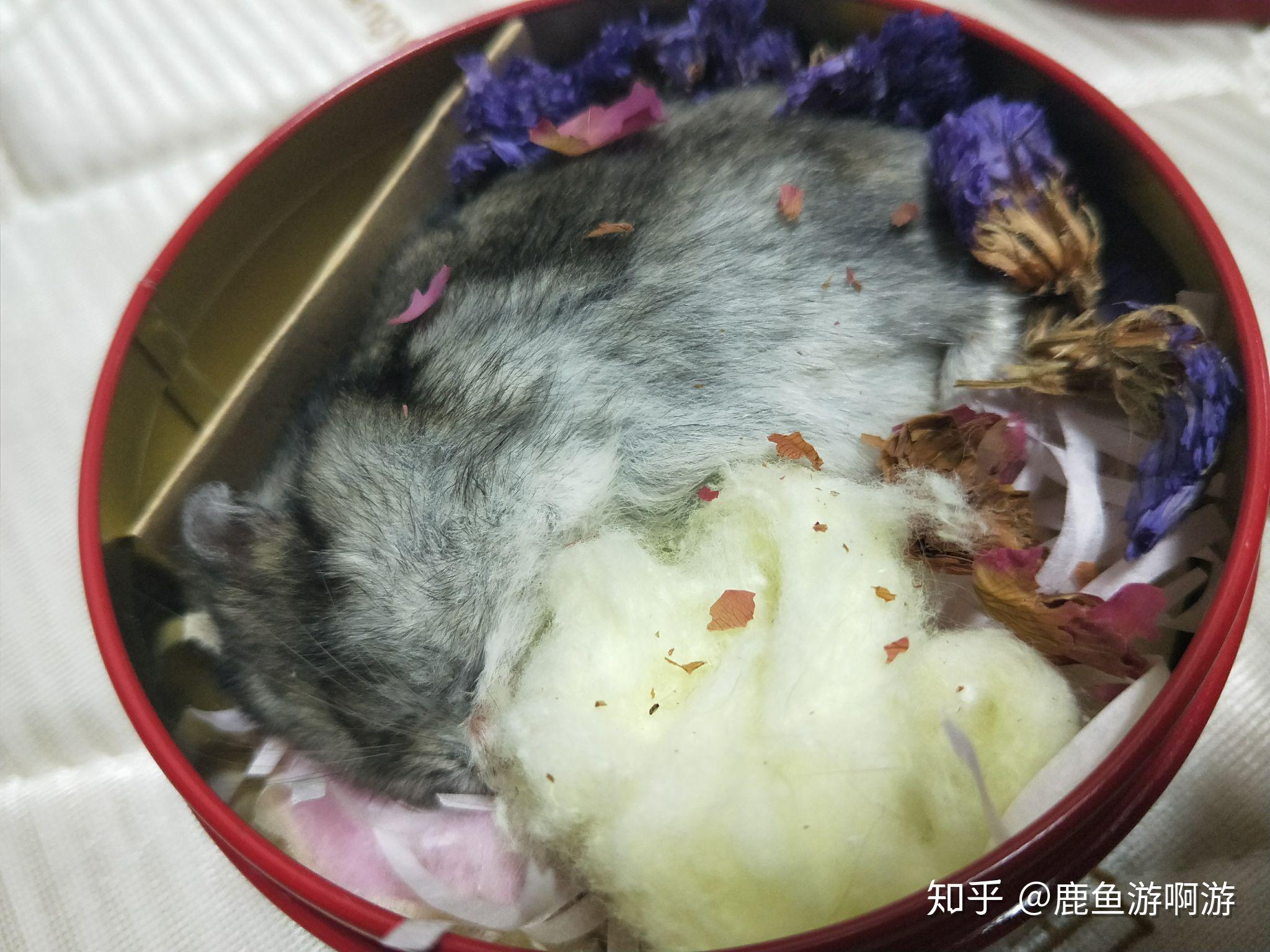 養的倉鼠離開死去是什麼體驗