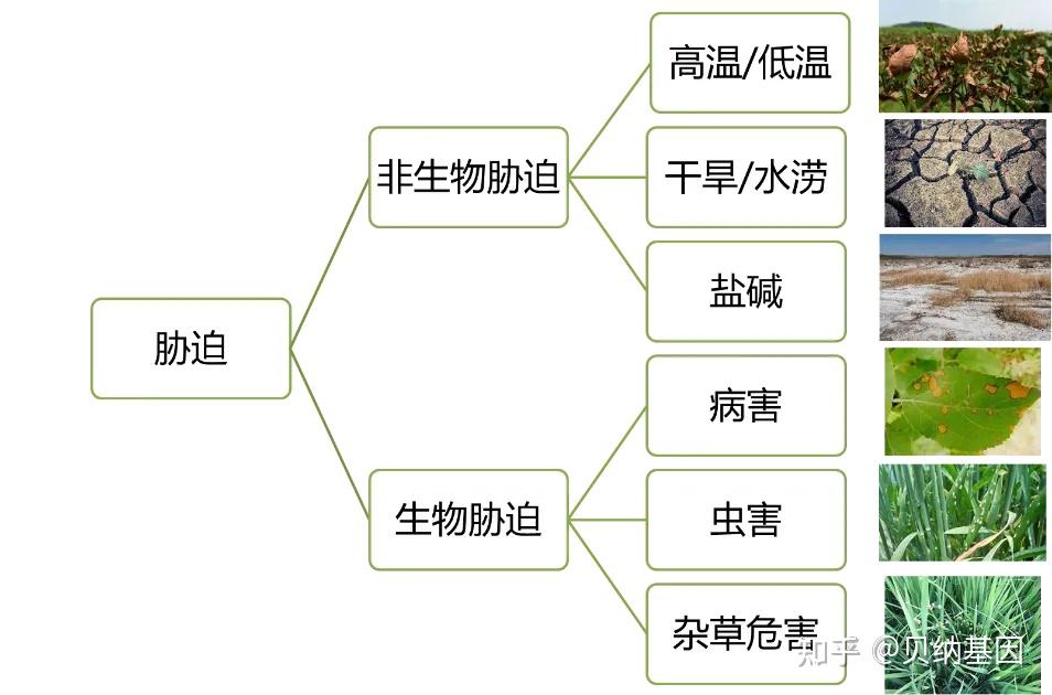 多组学方案——植物(非)生物胁迫机制研究专题 - 知乎