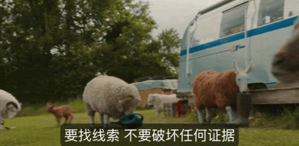 《绵羊侦探团》烂番茄影评人和观众口碑双爆!这部片值得