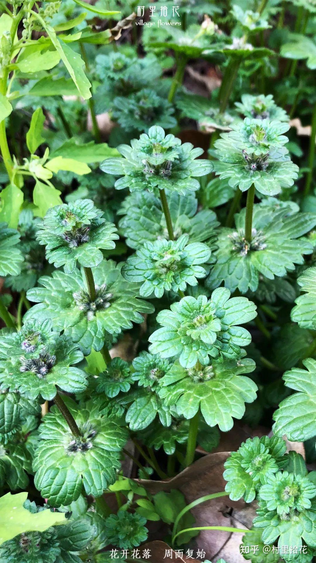 「宝盖草」没有一种草,甘愿被叫杂草!