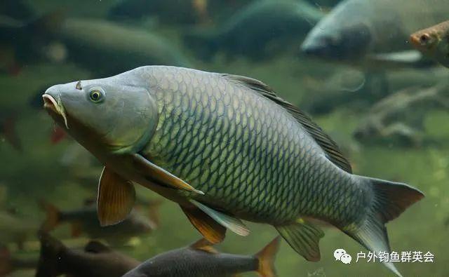 这9种常见的鱼类它们的繁殖期你知道吗