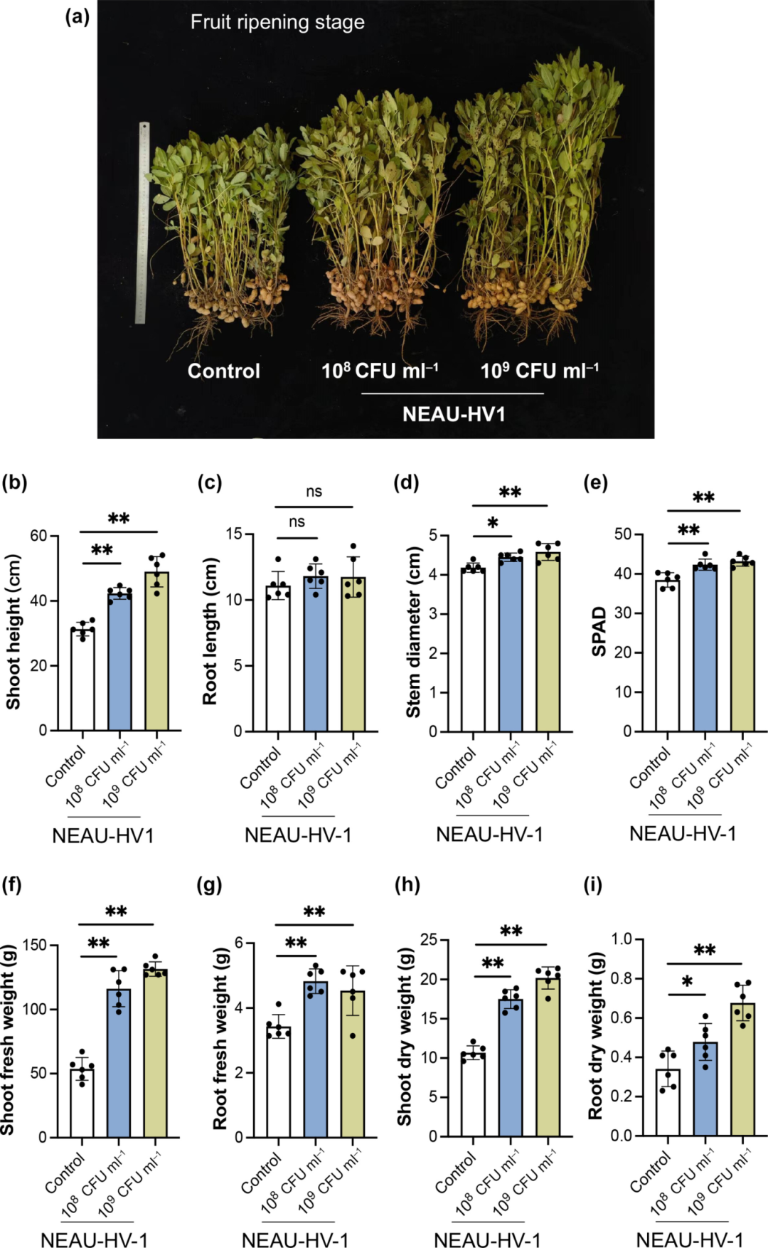 New Phytologist | 南京农业大学张瑞福团队揭示植物促生菌通过重塑生长素信号以调控侧根 - 知乎