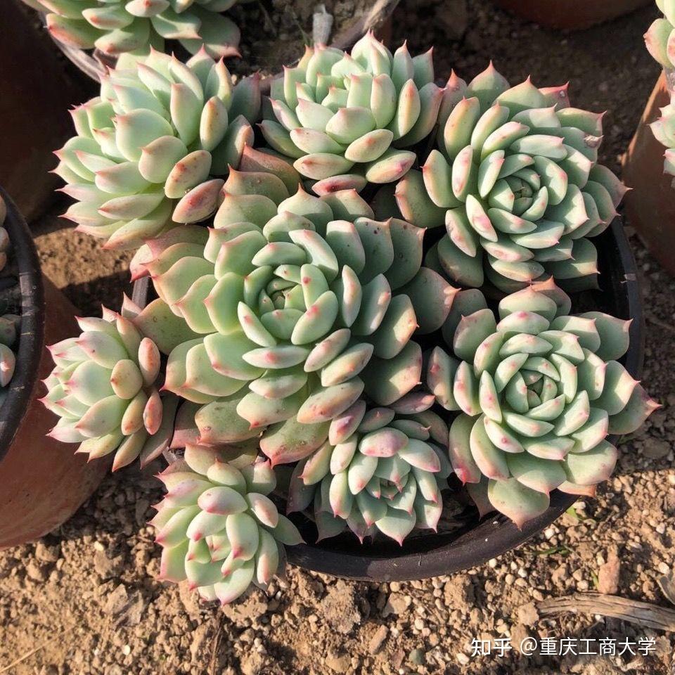 值得推荐的40种多肉 30.tp蒂比 - 知乎