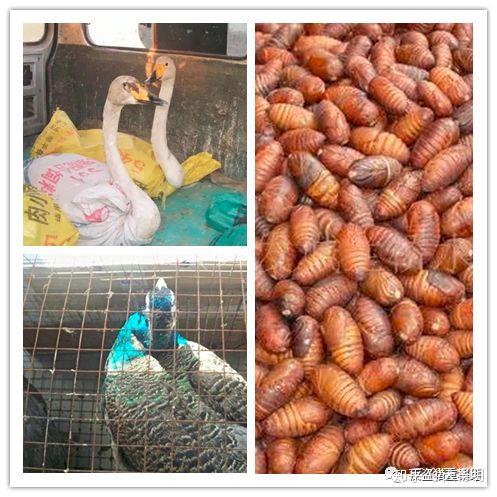 我们粗略看了下,能代放的物种包括:各种鱼,各种龟,各种鸟,蛇,狐狸