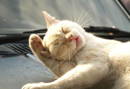 猫咪频繁甩头,是生病了吗? - 知乎