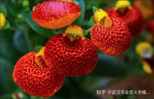 六月养花做好这些事 年年爆盆 多活十年 知乎