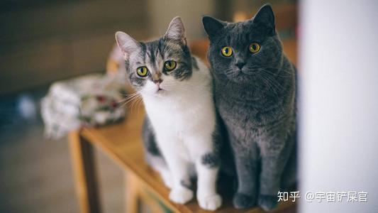 猫毛变少 猫毛变少吃什么 知乎