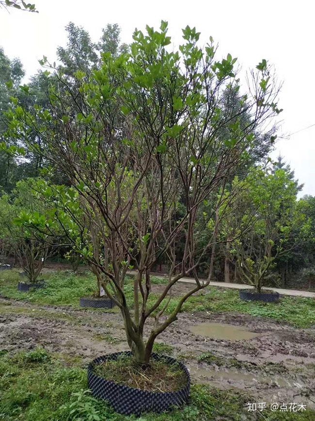 香泡树怎么种植?香泡树管理和种植方法 - 知乎