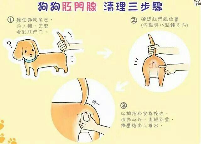 你会检查狗狗的肛门腺吗？