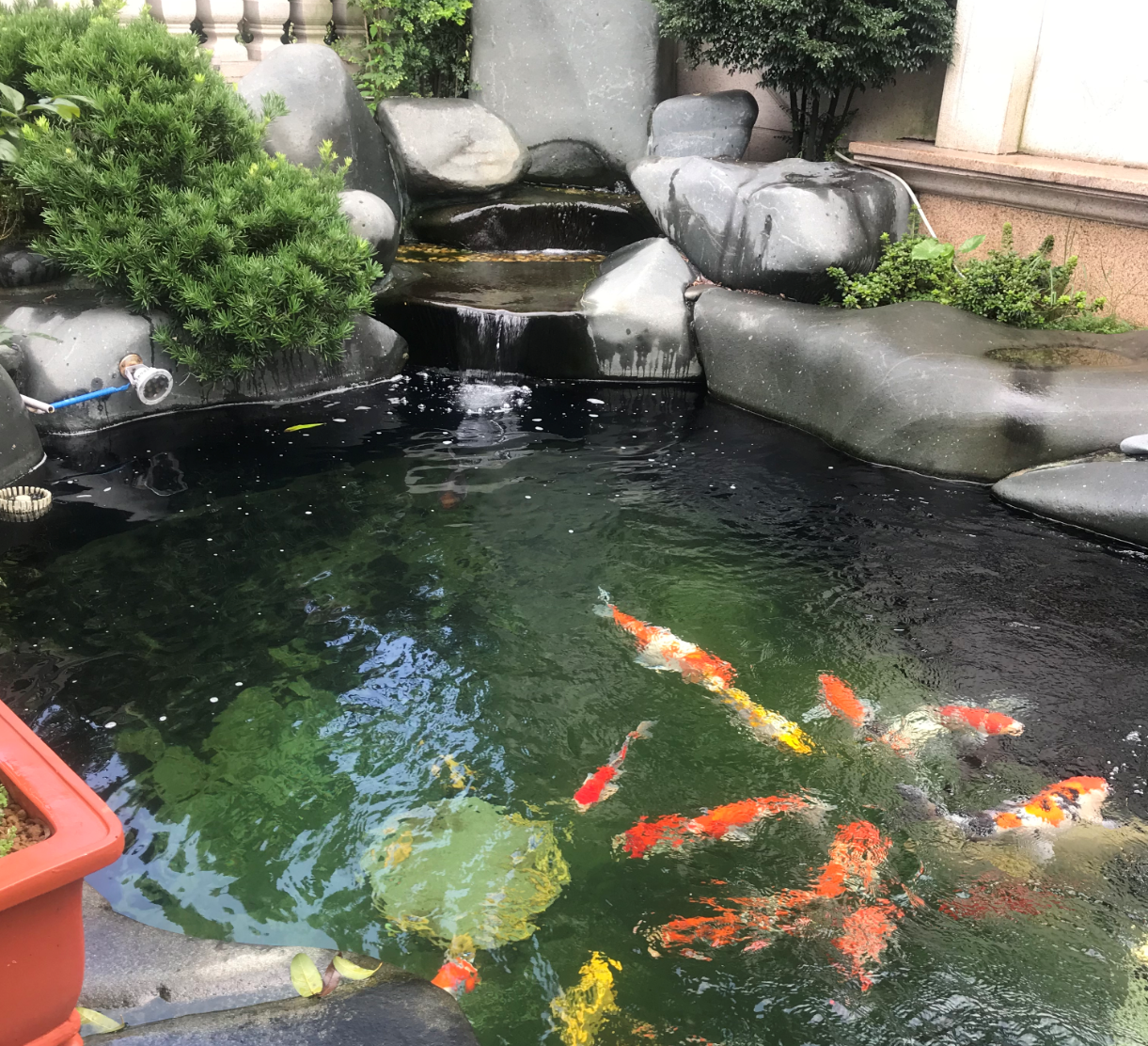 惊艳了时光的锦鲤鱼池设计：带你看看庭院锦鲤梦是如何实现的！ - 知乎