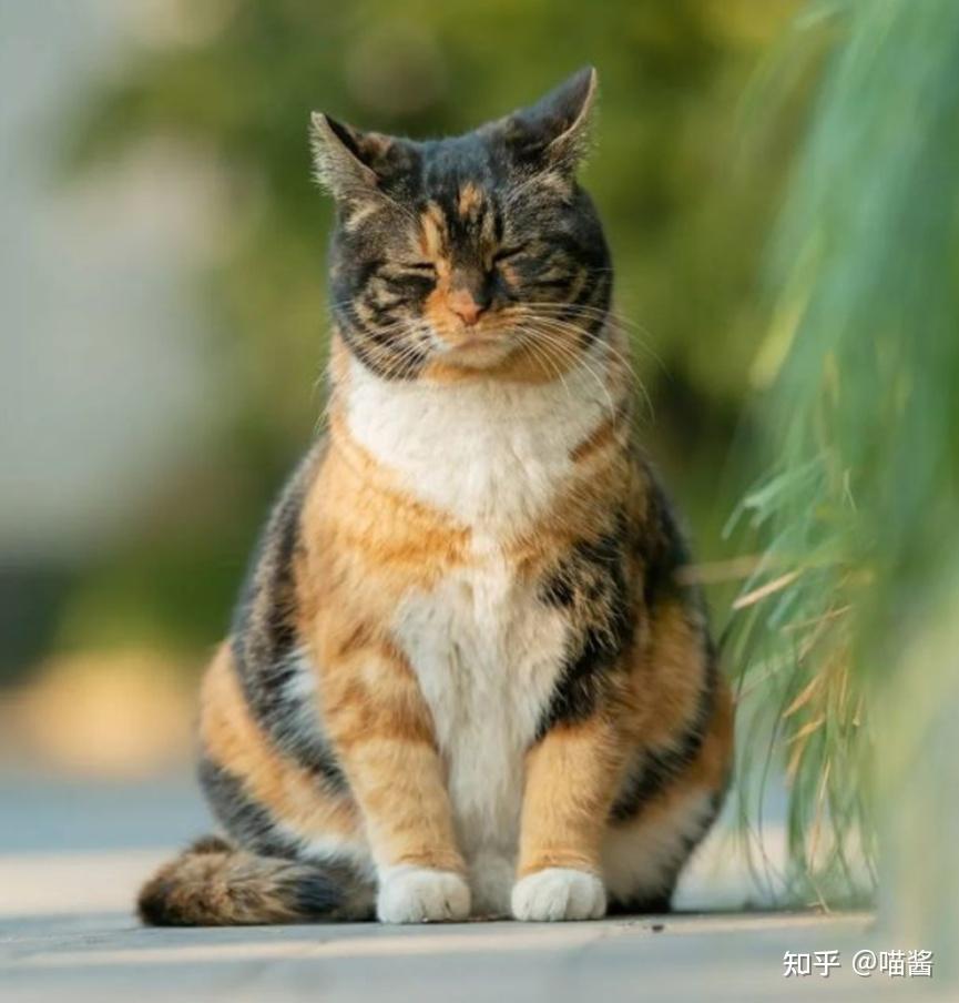 中华田园猫花名册 - 知乎