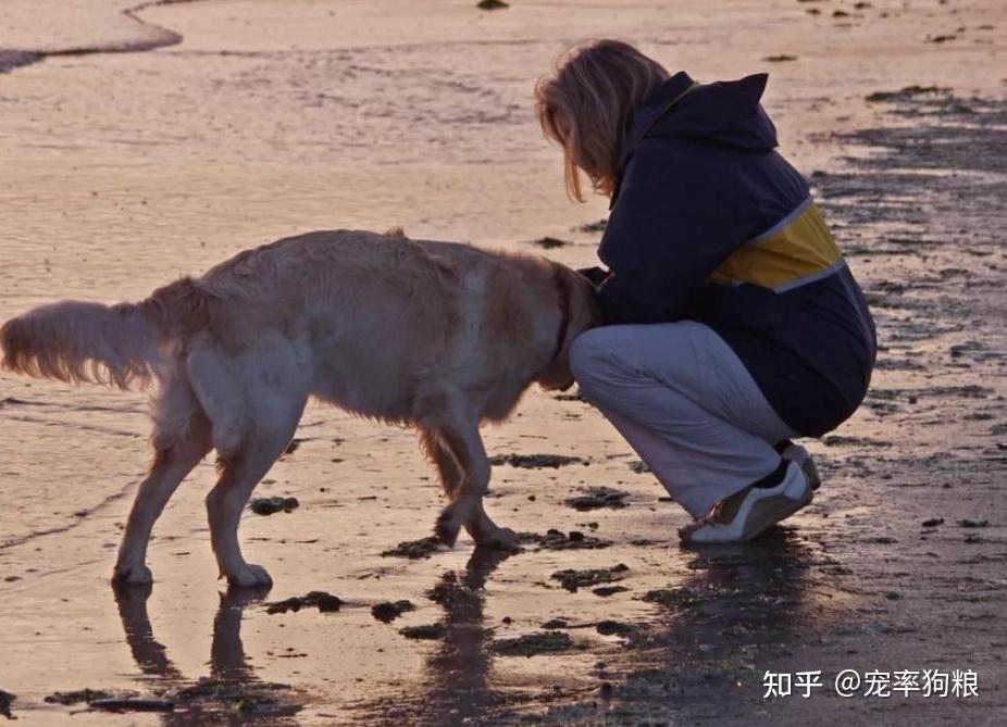 原来狗狗“打招呼”的方式这么奇怪，很多人都没看懂 知乎 1986