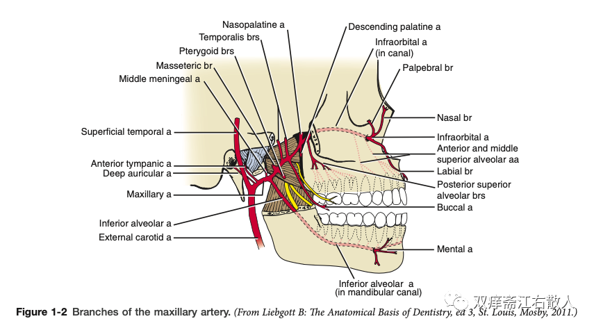 noteheadandneckanatomyvascularsupplyandvenousdrainage