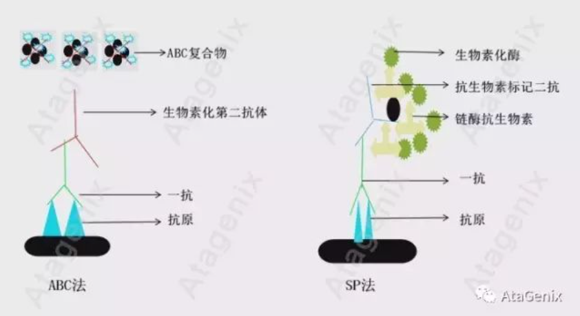 不知IHC为何物？看完这篇就够啦！ - 知乎