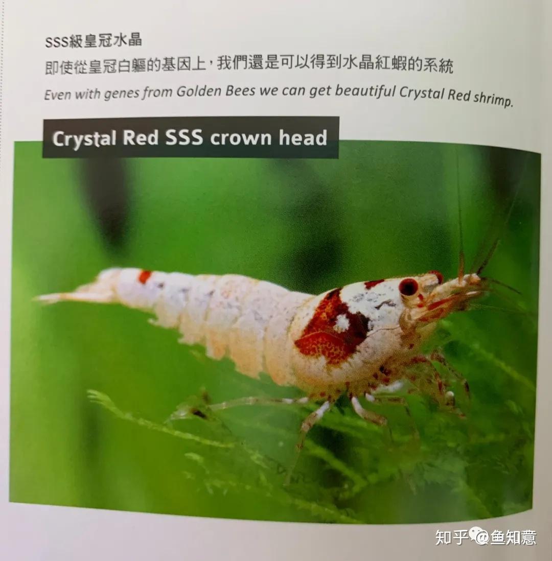 水晶虾 - 快懂百科