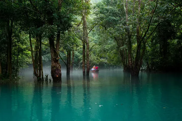 穿过一片片树木,湖中间还有两棵鸳鸯大树2,鸳鸯湖:卧龙潭(图源