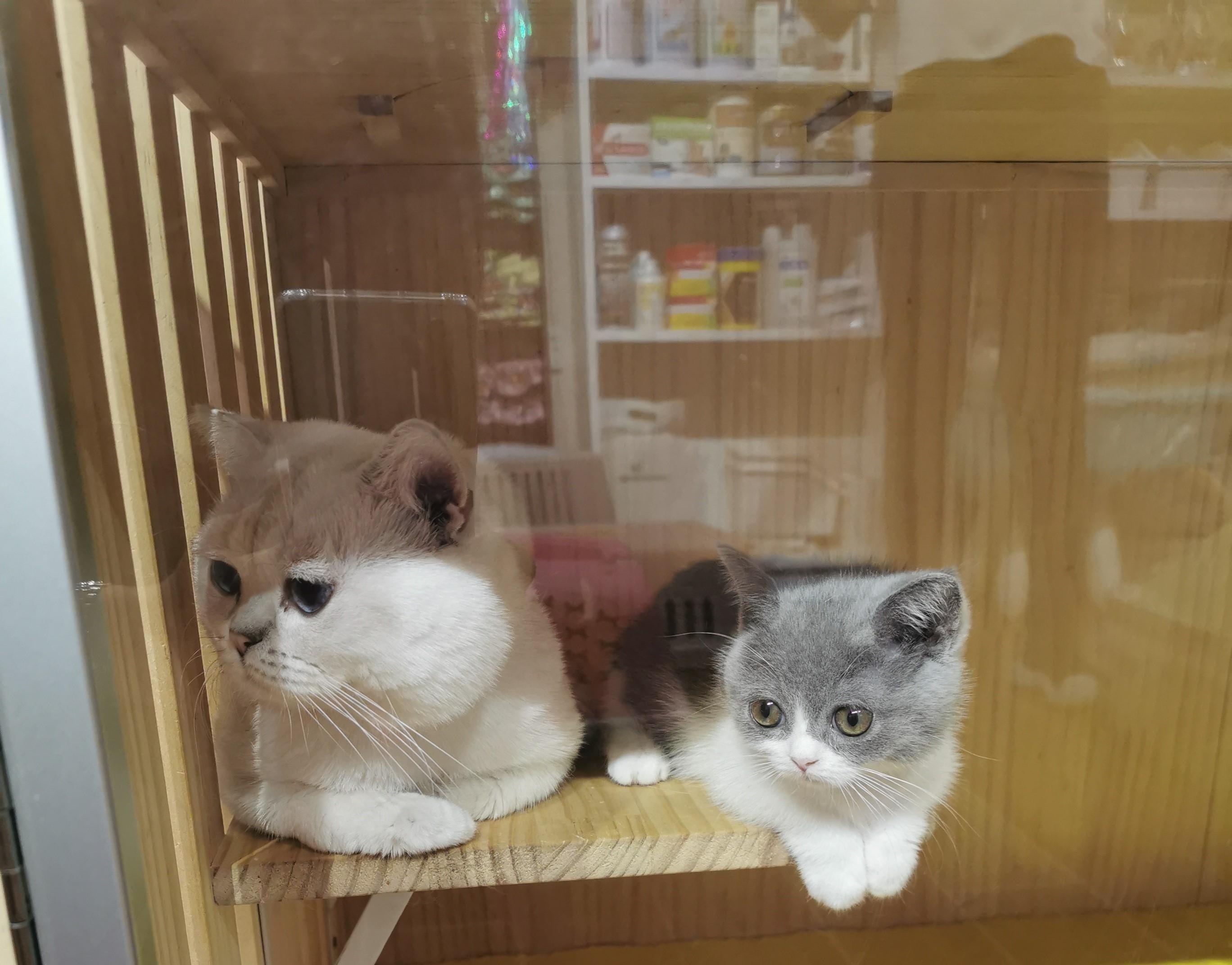 养猫前你需要知道的十件趣事 - 知乎