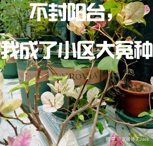 不听劝，我坚持开放式阳台，入住一年，很庆幸，真的是太爽了！ - 知乎