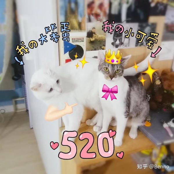 简单有效的猫尿床攻略 高赞版 知乎