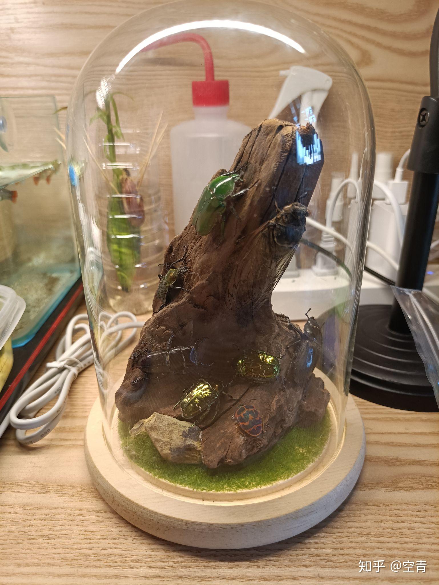 昆虫标本微景观制作 - 知乎