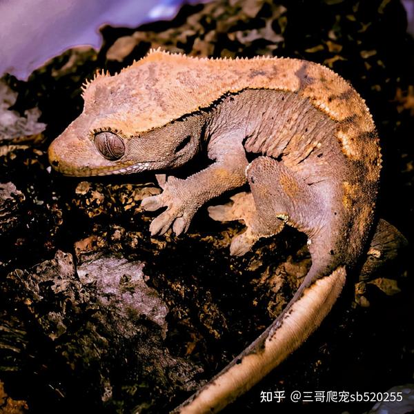 这些年开始流行的“另类宠物”守宫 - 知乎