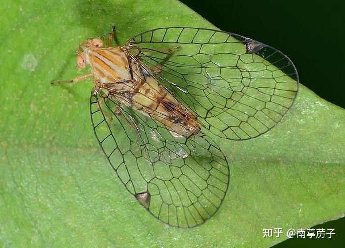 娜蜡蝉科nogodinidae:颜面长大于宽.翅透明,稀疏网状.